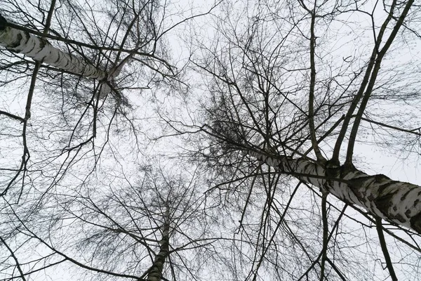Tagesschuss Von Bäumen Aus Nächster Nähe — Stockfoto