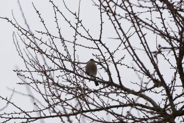 Vögel Gebüsch Winter — Stockfoto