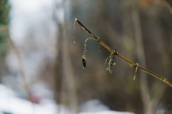 冬の森の撮影時 — ストック写真