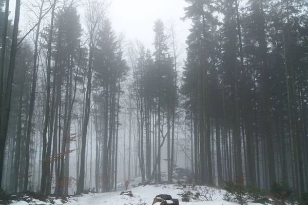 Nebbia Sopra Foresta Giorno Tempo Girato — Foto Stock