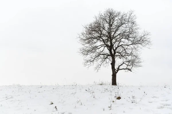 Dag Opname Van Alleen Boom Besneeuwde Weide Stockafbeelding