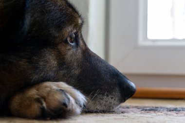 Alman çoban köpeğinin pençeleri. Yakın çekim.