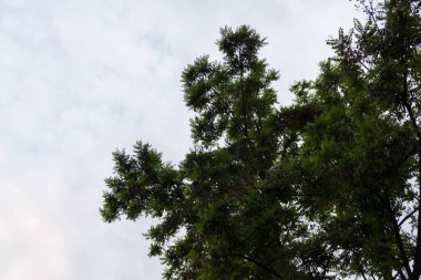 Ağaç dallarını yakın çekim