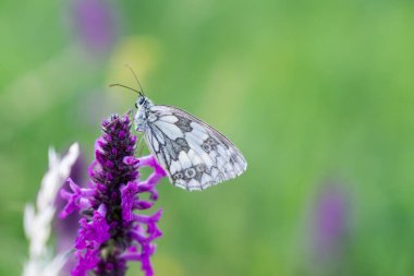 Lavanta çiçeğinin üzerinde buttefly. Slovakya