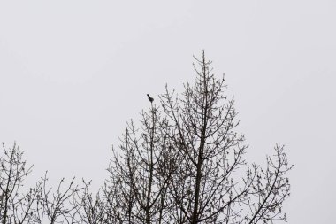 Ormandaki ağaçlar ve patikalar. Slovakya