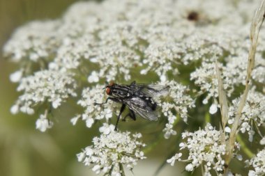 Güzel çiçeklerle uç. Slovakya