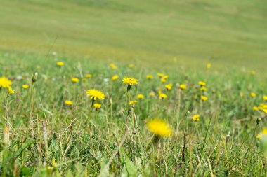 Çimlerde güzel karahindibalar. Slovakya