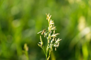 Çimenler çayırda. Gündüz çekimi