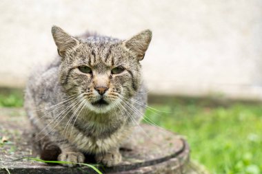 Parktaki sevimli kedi.