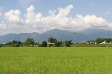 Çimenler çayırda. Gündüz çekimi