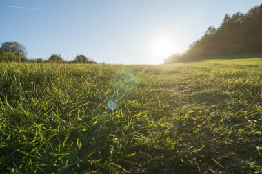 Ormandaki ağaçlar ve patikalar. Slovakya