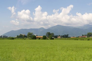 Çimenler çayırda. Gündüz çekimi