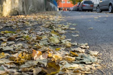  Arka planda akçaağaç yaprakları, kapat