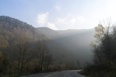 Sis ve ağaçlarla dolu güzel bir sonbahar ormanı