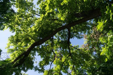 Slovakya, parkta sonbahar ağaçları