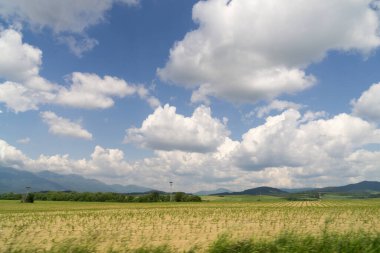 Çimenler çayırda. Gündüz çekimi