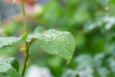 gül yeşili yapraklar ve su damlaları
