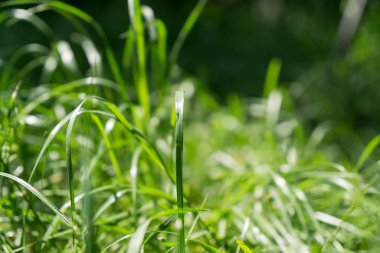 Çimenler çayırda. Gündüz çekimi