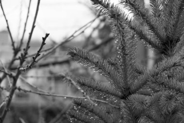 Ormandaki ağaçlar ve patikalar. Slovakya