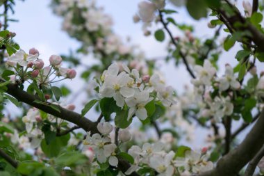 İlkbaharda çiçek açan ağaç. Yakın çekim.