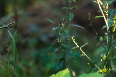 Arkaplanda yeşil çimen, kapat