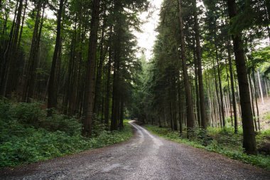 Ormanda sonbahar ağaçları, Slovakya