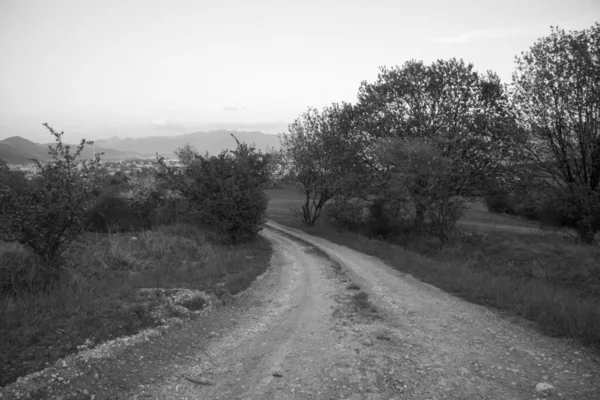 Arbres Sentiers Forêt Slovaquie — Photo