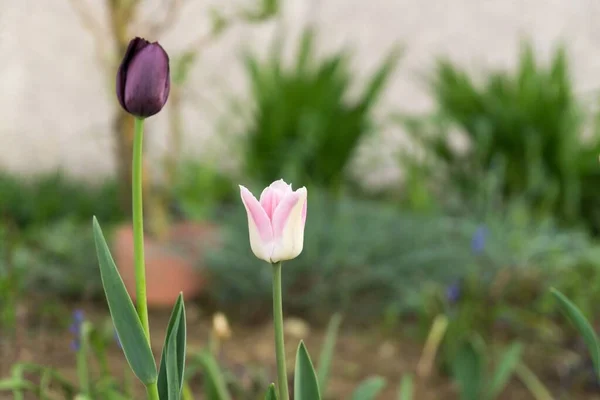 Fioletowy Różowy Tulipany Strzał Bliska — Zdjęcie stockowe