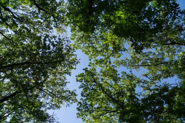 Trees and paths in forest. Slovakia