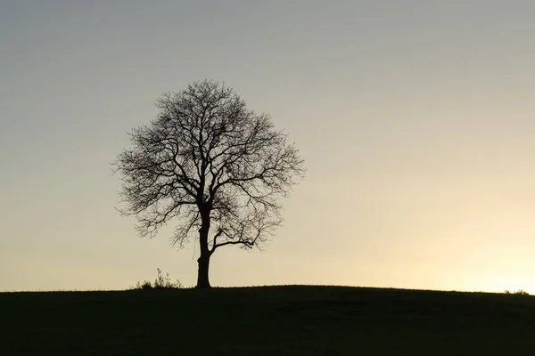 Arbre Abandonné Dans Prairie Coucher Soleil Slovaquie — Photo