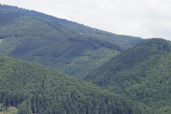 Ağaçlar ve manzaralı çayırda puslu bir sabah. Slovakya 