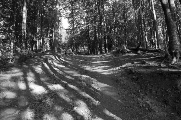 Arbres Magiques Sentiers Dans Forêt Dans Les Prairies Slovaquie — Photo