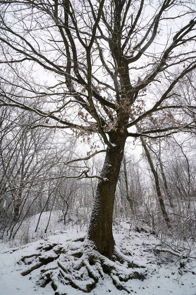 Naturaleza Cubierta Nieve Durante Invierno —  Fotos de Stock