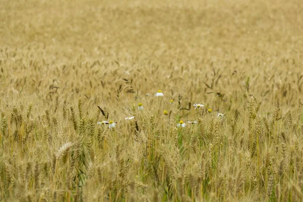 Gün Batımında Buğday Tarlası Slovakya — Stok fotoğraf