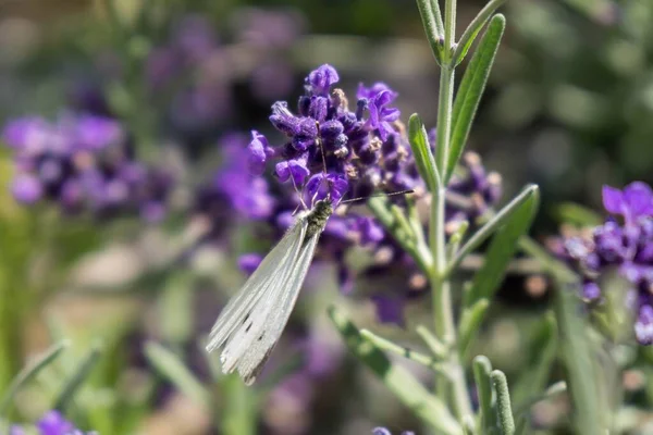 Botón Sobre Flor Lavanda Países Bajos — Foto de Stock