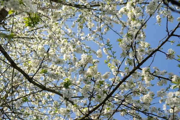 Floração Árvore Primavera Árvore Florescente Eslováquia — Fotografia de Stock