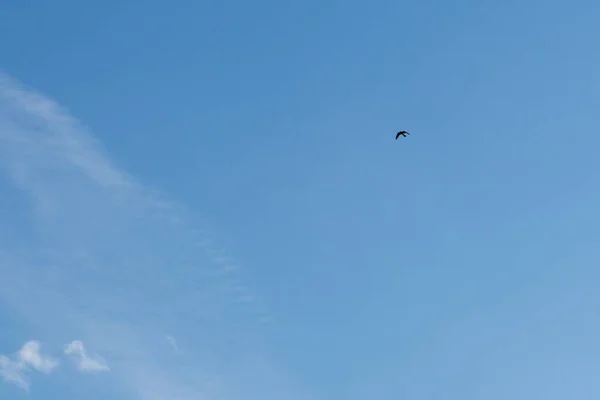 Fågel Flyger Blå Himmel Med Moln — Stockfoto