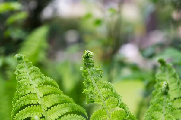 Belle Fougère Verte Slovaquie — Photo