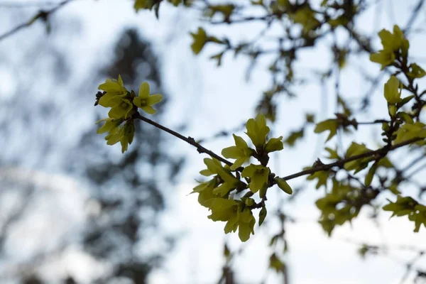 Wiosenne Kwitnienie Drzewa Kwiaty Forsycji Słowacja — Zdjęcie stockowe