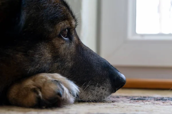 ドイツの羊飼い犬の足 撃たれた — ストック写真