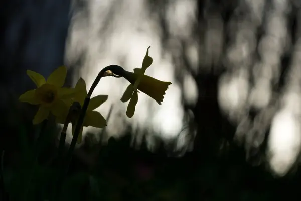 Florescendo Narcisos Backlit Close Shot — Fotografia de Stock