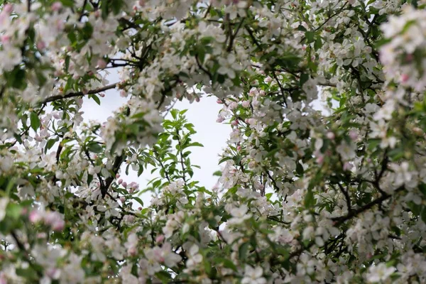 Blühender Baum Frühling Nahaufnahme — Stockfoto