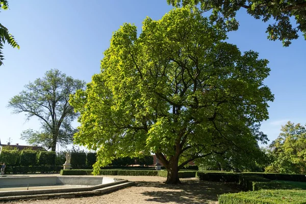 チェコ共和国の夏の公園 — ストック写真