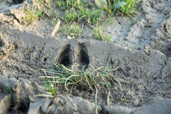 Animal footprint on ground with grass