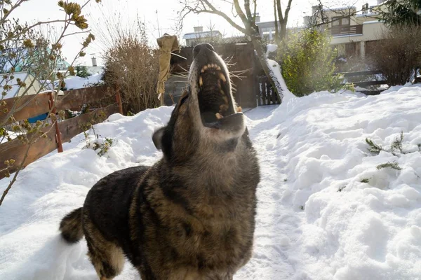 Χειμερινό Τοπίο Σκυλί Στο Χιόνι — Φωτογραφία Αρχείου