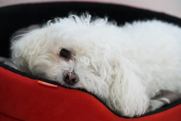 Beyaz Küçük Köpeğin Portresi Ininde Uyuyor — Stok fotoğraf