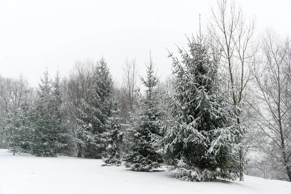 冬の雪に覆われた自然 — ストック写真