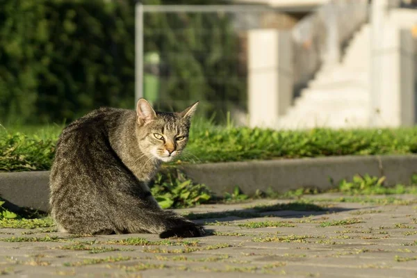 Chaton Gris Plein Air Dans Parc — Photo