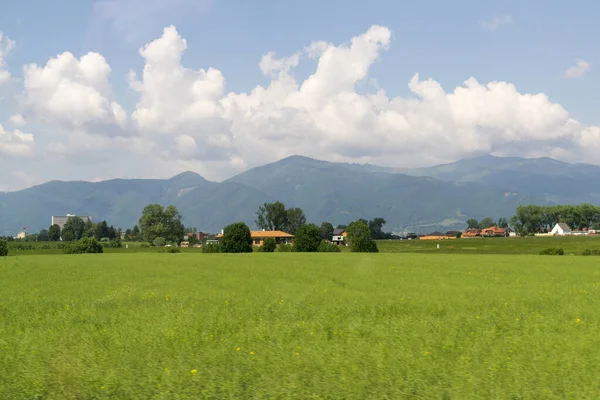 Çimenler çayırda. Gündüz çekimi