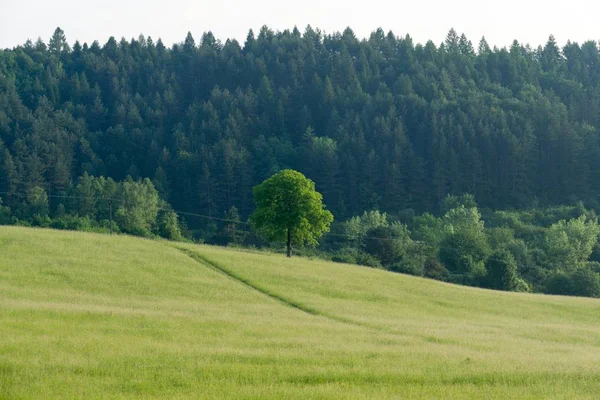 スロバキアの美しい緑の牧草地 — ストック写真